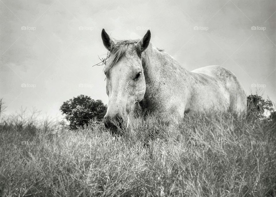 A gray dappled horse in black and white
