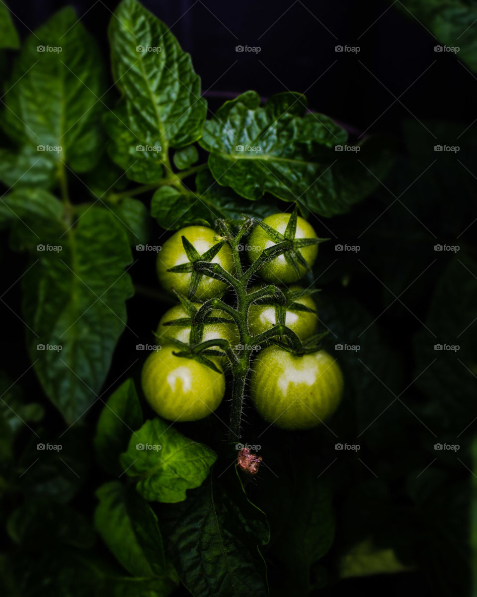 tomatoes