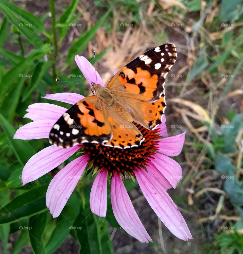Butterfly on a flower