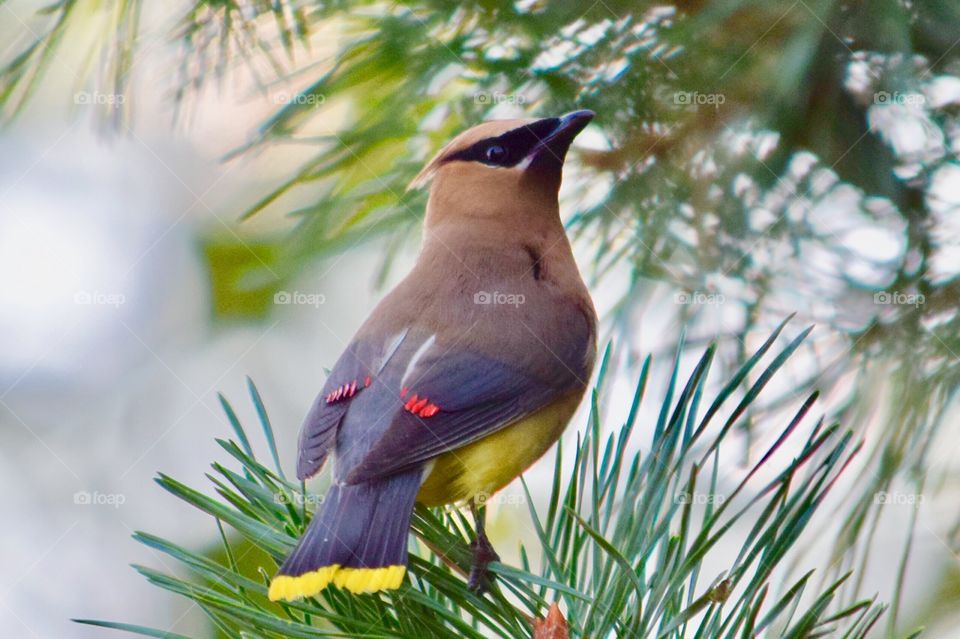 Cedar Waxwing