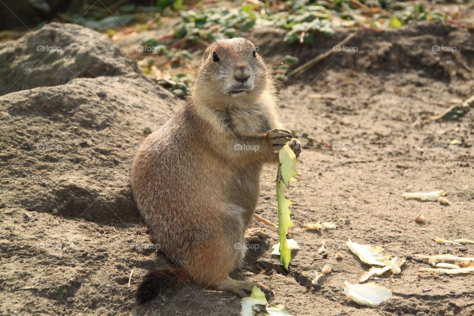 Funny gopher with food 