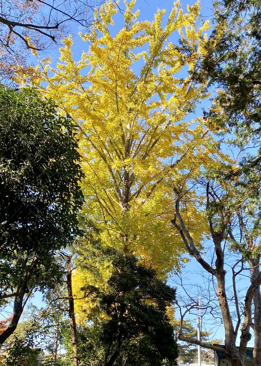 Ginkgo tree in early fall