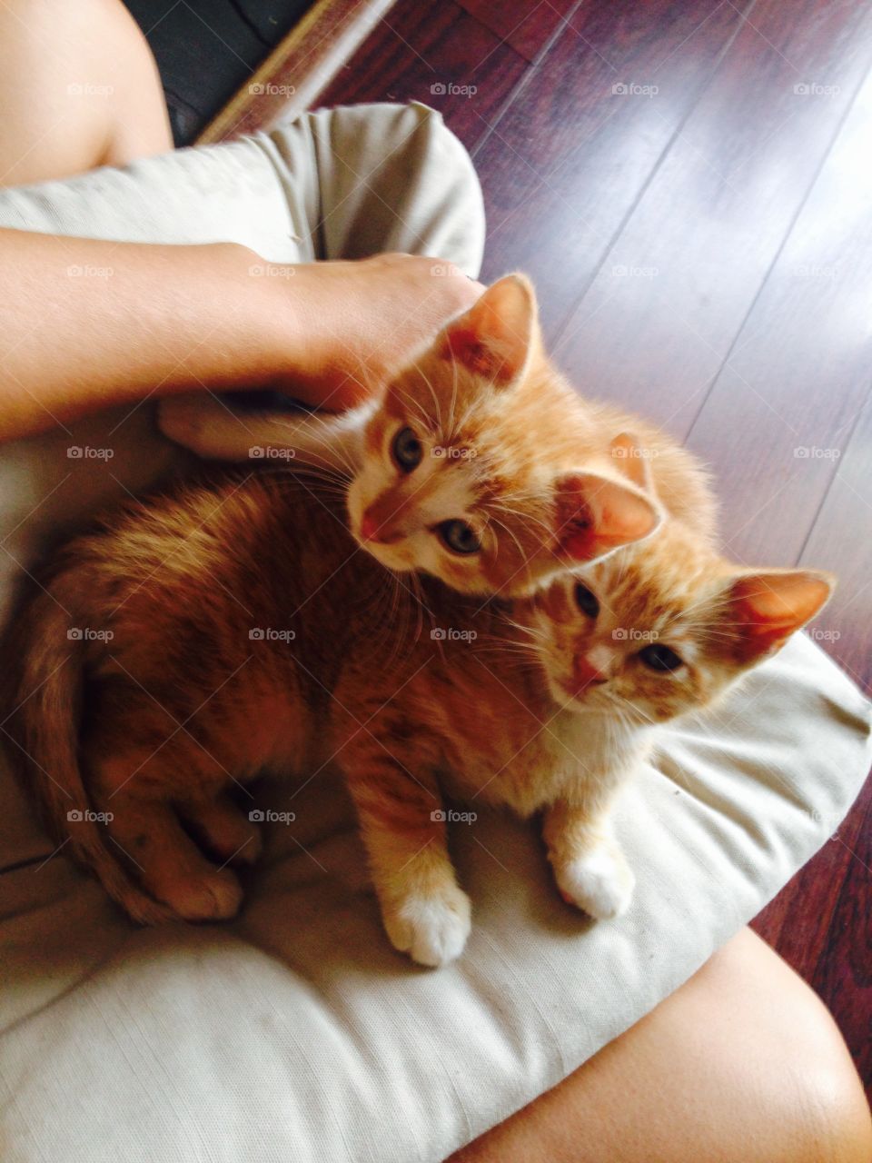 Kitten brothers