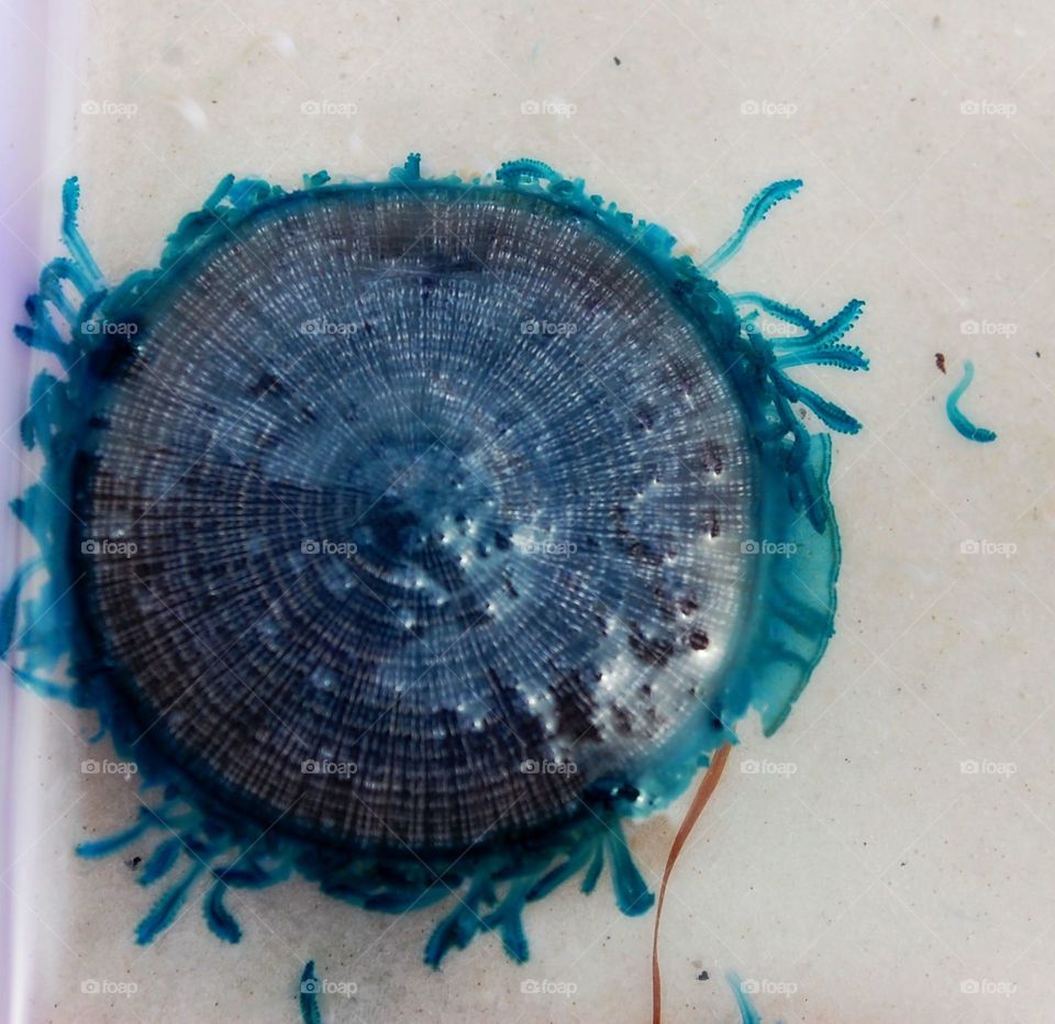 Blue Jellyfish Fun