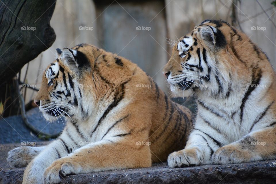 Tigers on watch