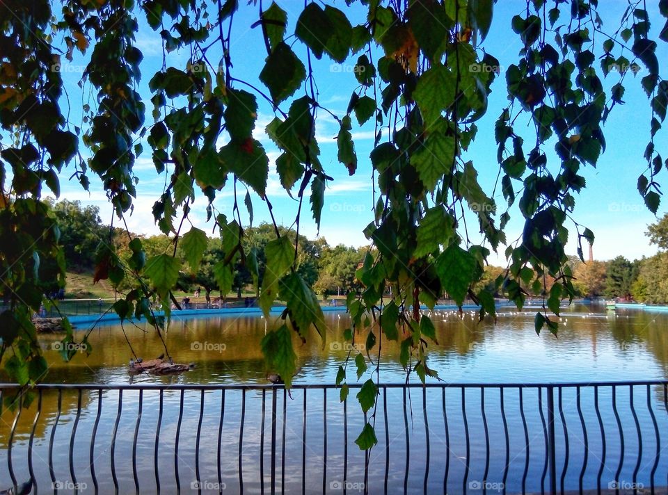 birch foliage above the lake листва березы над озером