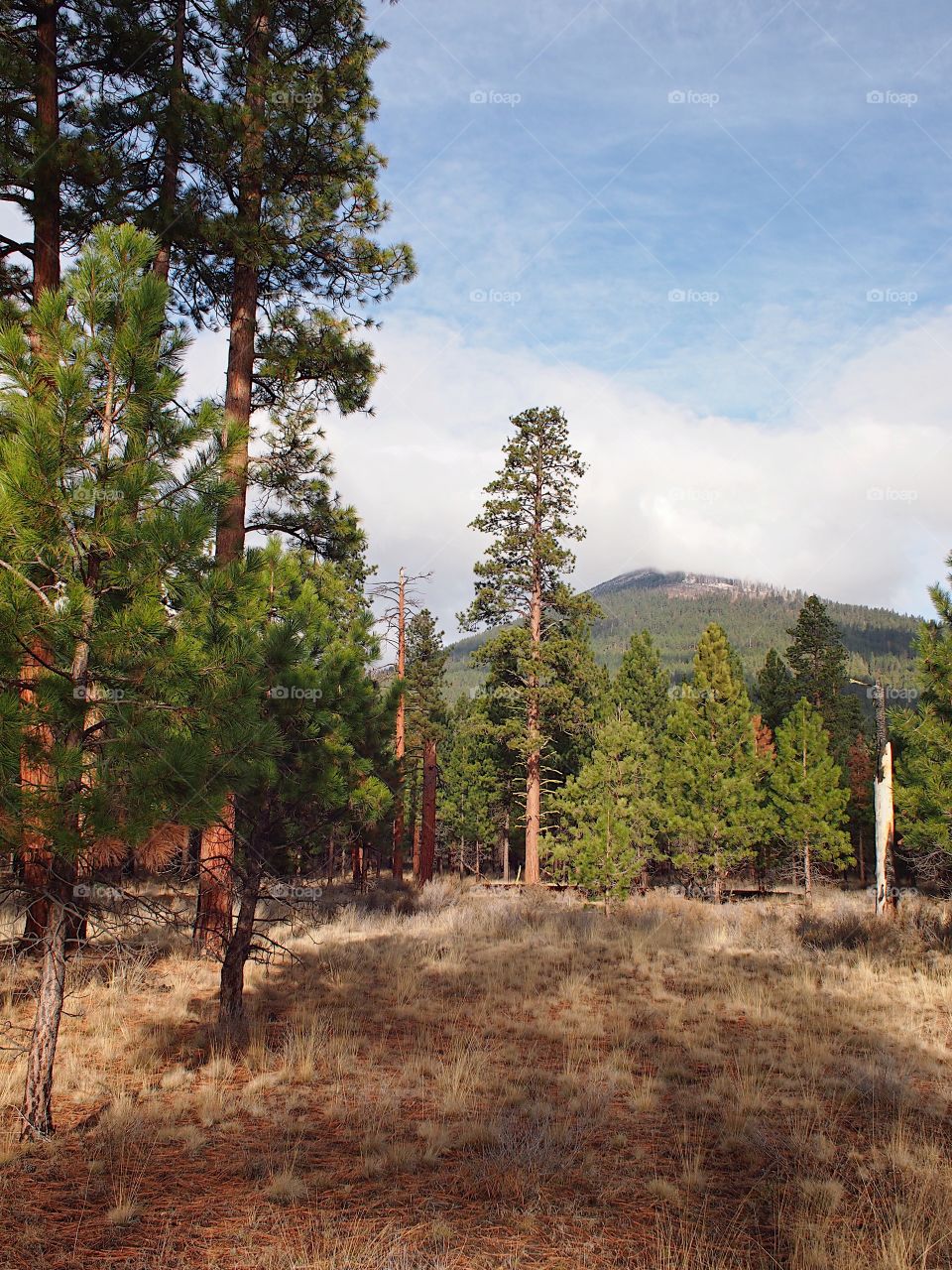 A ponderosa pine tree forest with patches of sunlight on their trunks as the blue skies break through the clouds with a butte in the background in Central Oregon. 