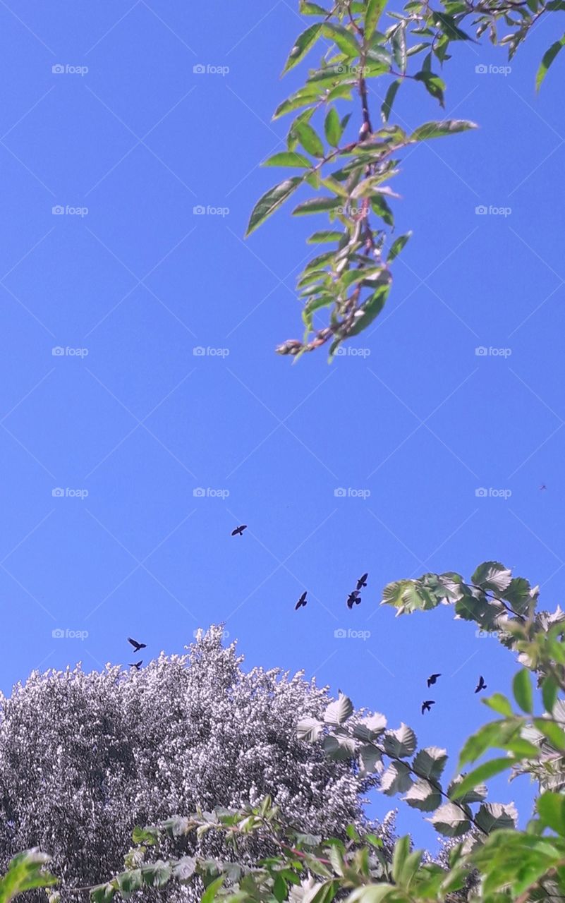 silhouettes of black crows flying above the trees