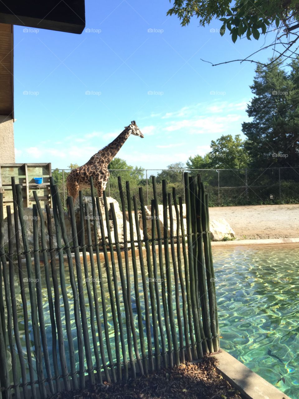 Giraffe habitat 