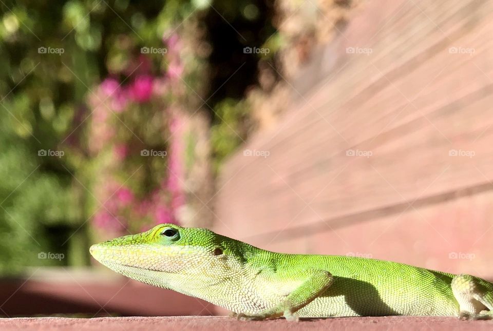 Green anole on wooden porch in springtime 