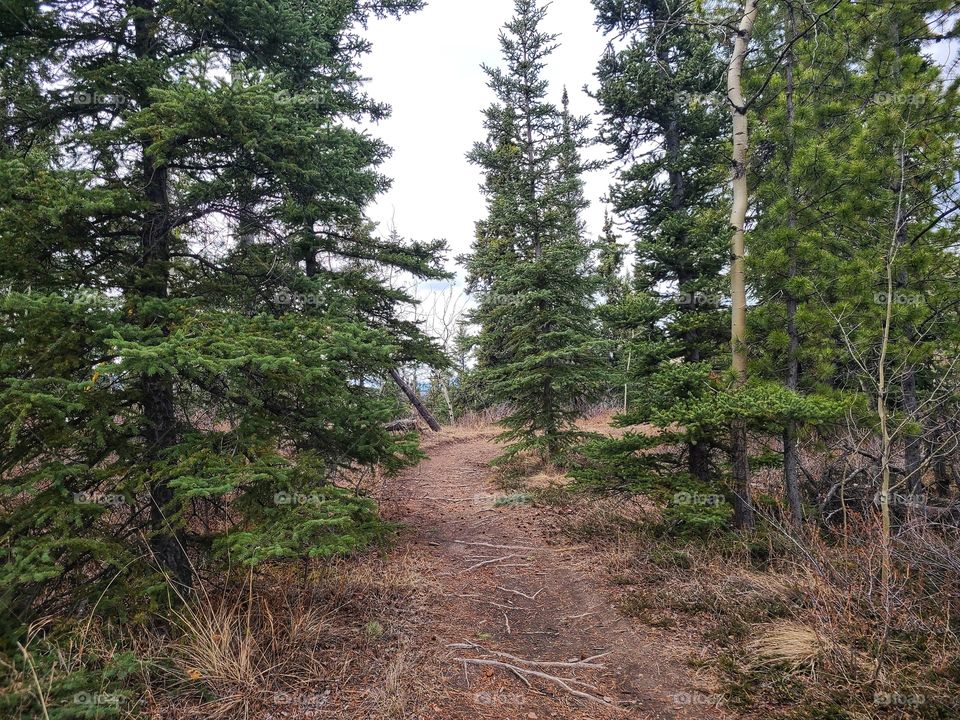 Pine trees along the trail
