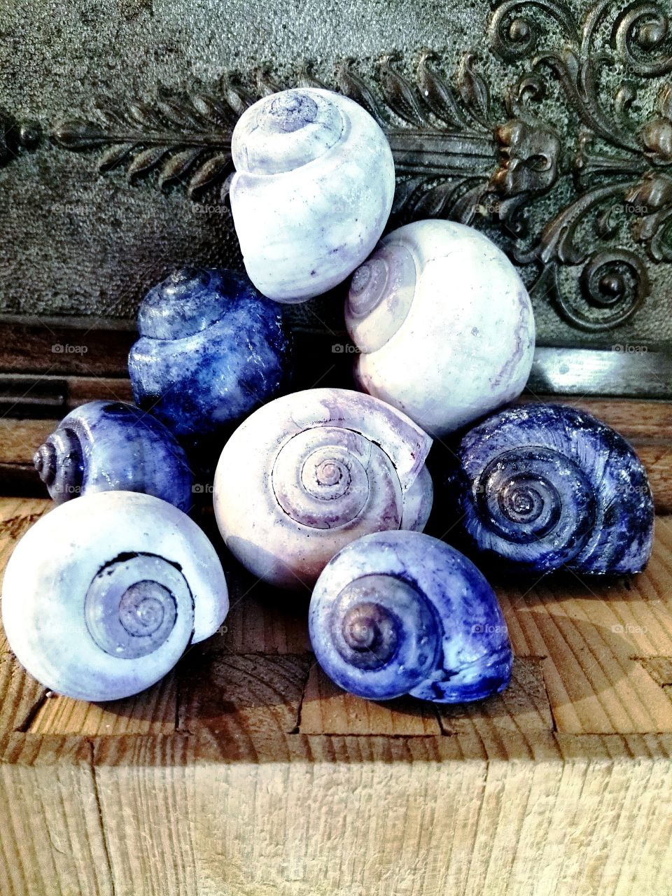 blue and white shells