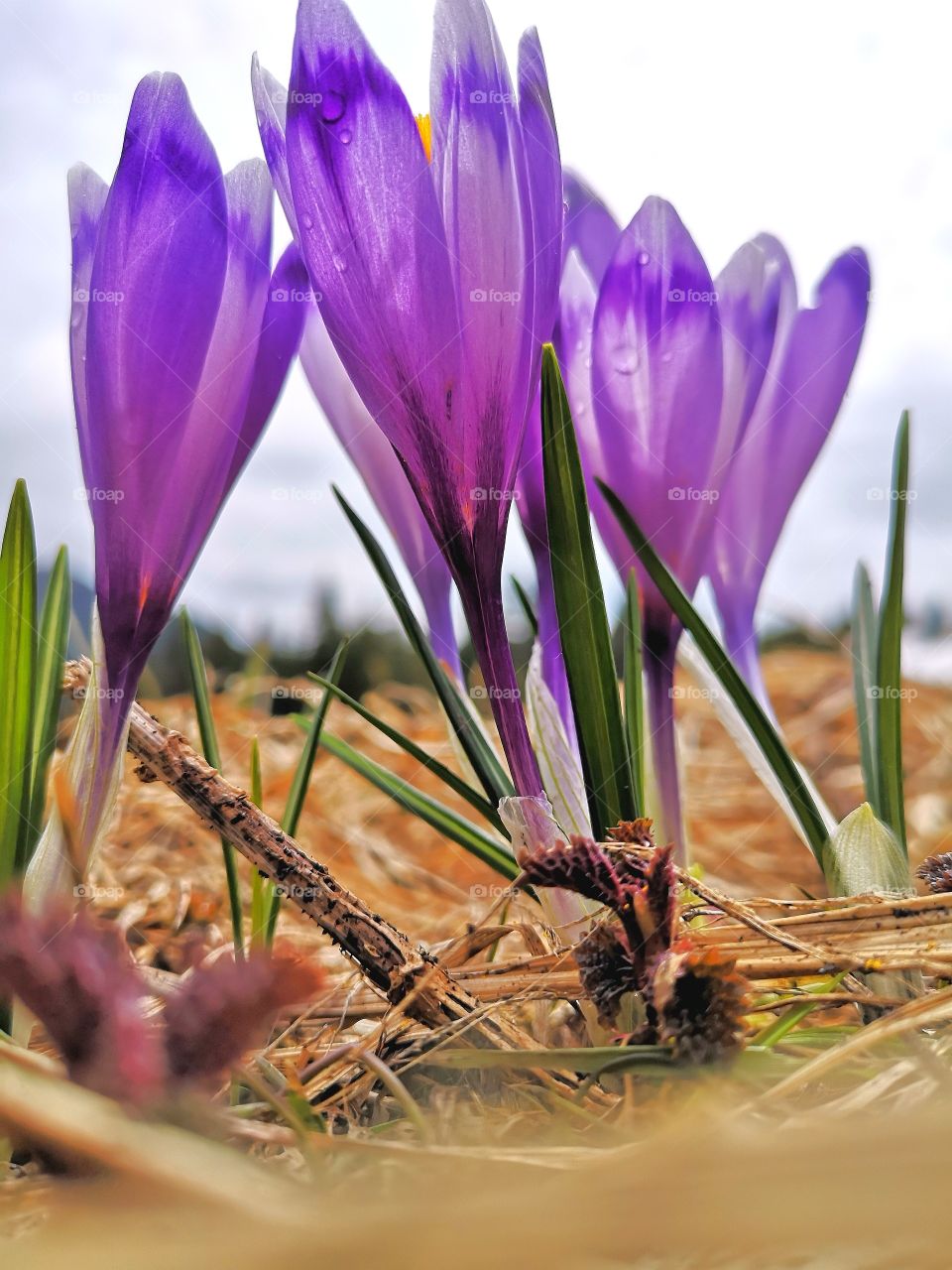 Spring in the mountains