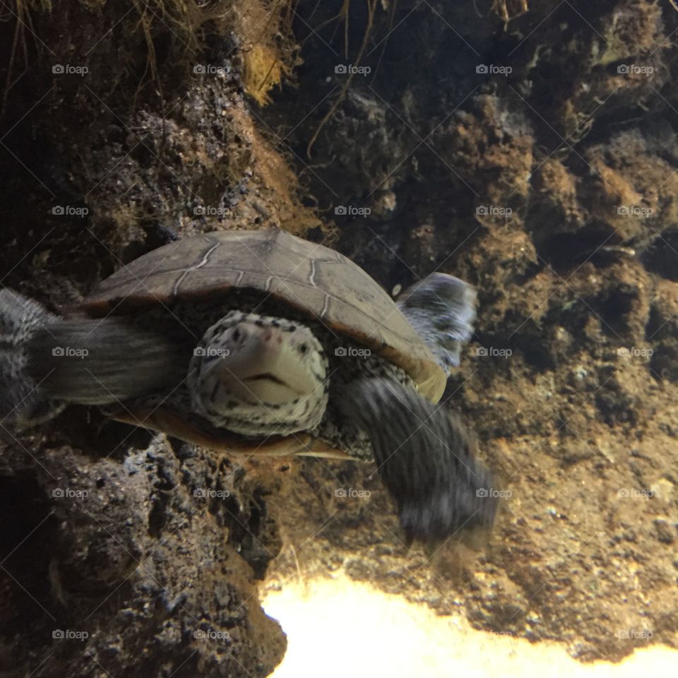 Calypso the sea turtle at Baltimore aquarium.