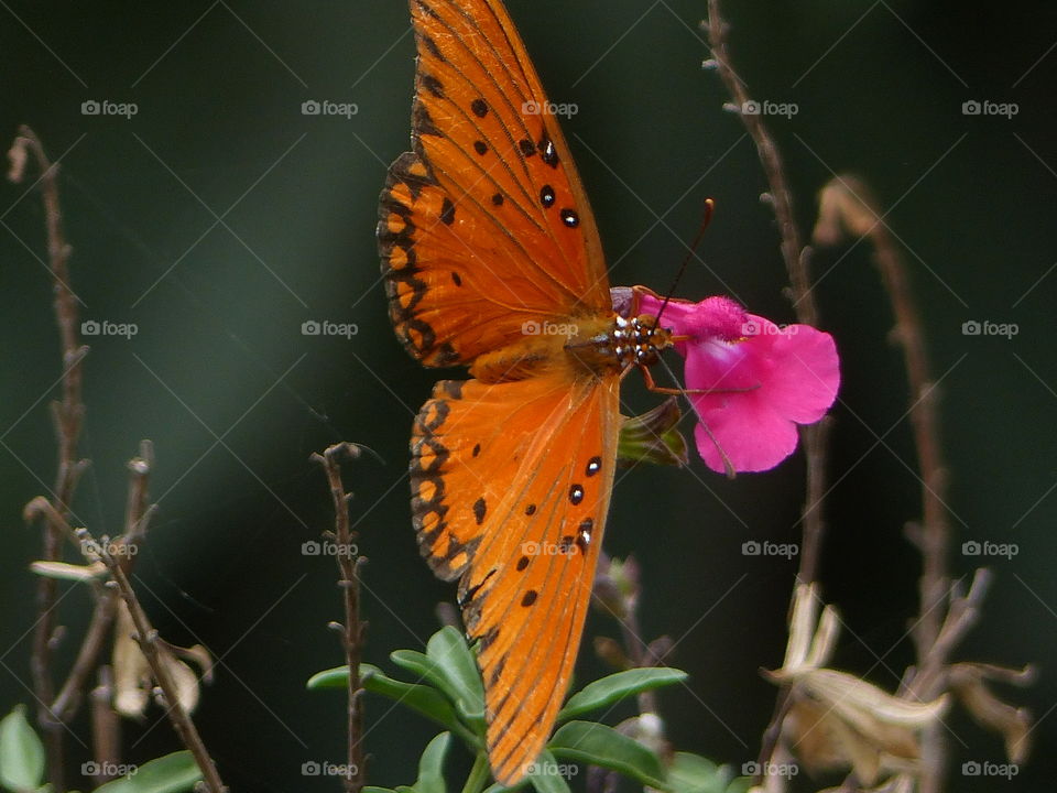 Orange butterfly on bright pink flower 