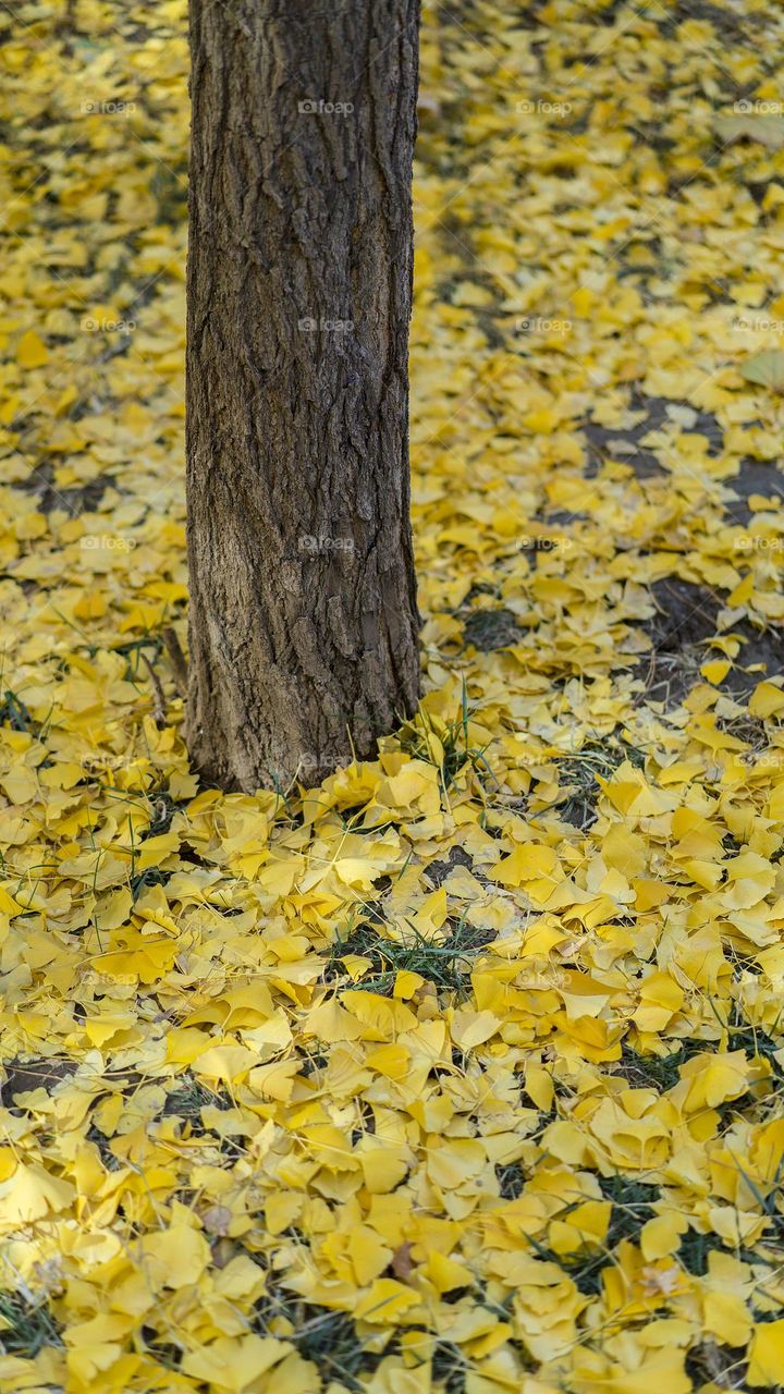 autumn approaching 🍂