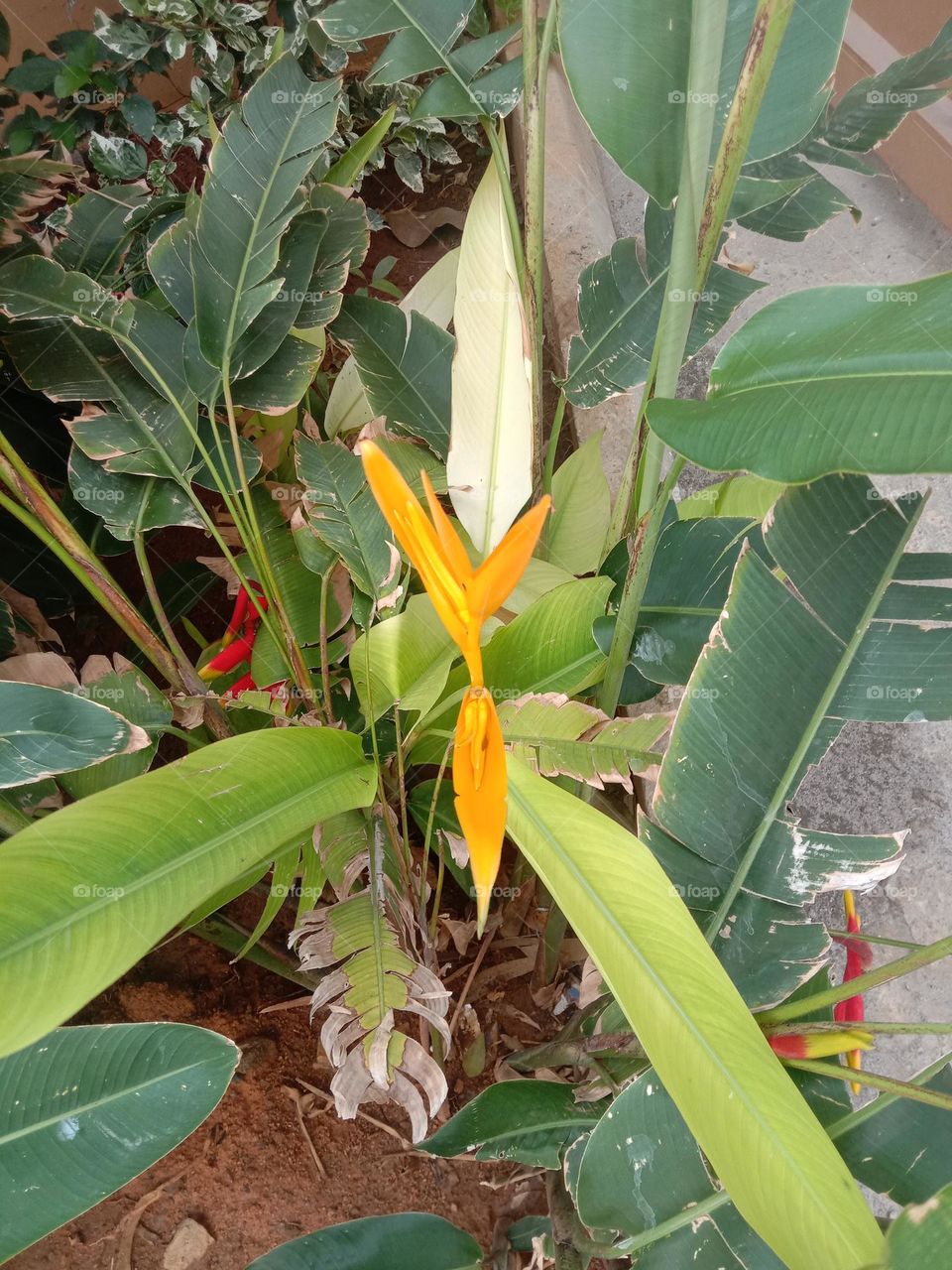 is it Banana leaf 🌿 or not????