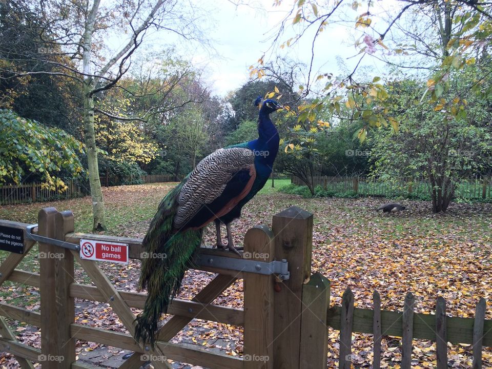 Peacock