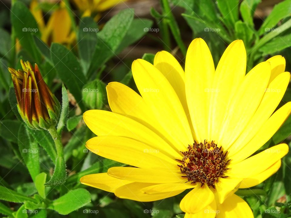 Nature, Leaf, Flora, Summer, Flower