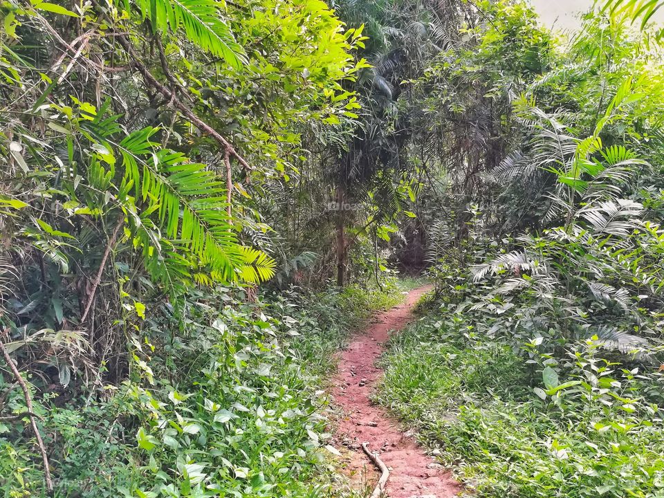 little walkway into the deep forest.