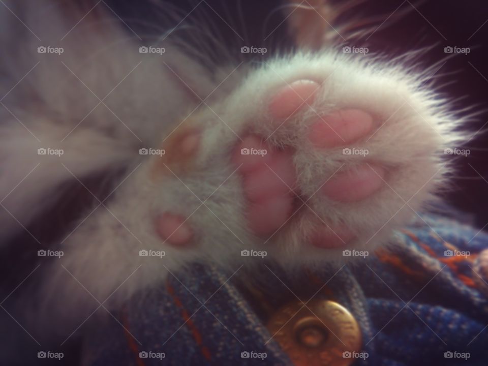 little kitty 💜 cat's paw