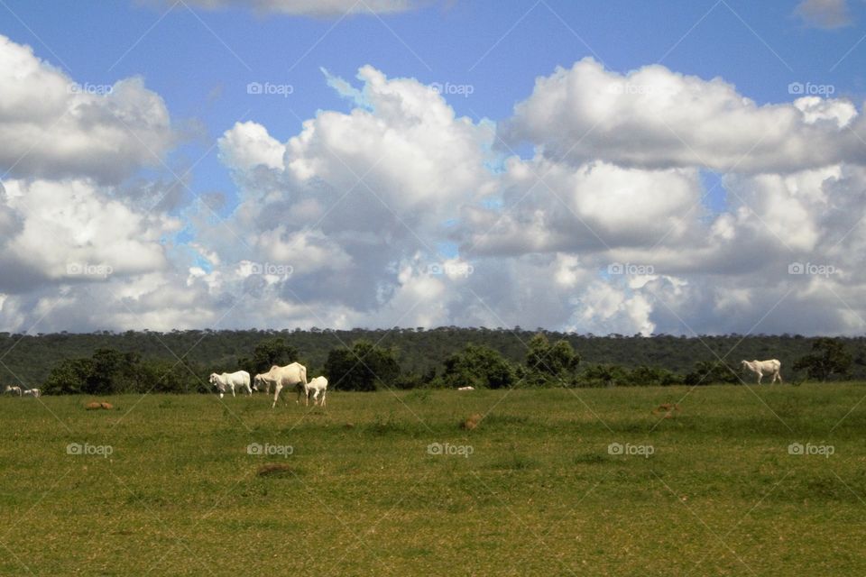 farm cow