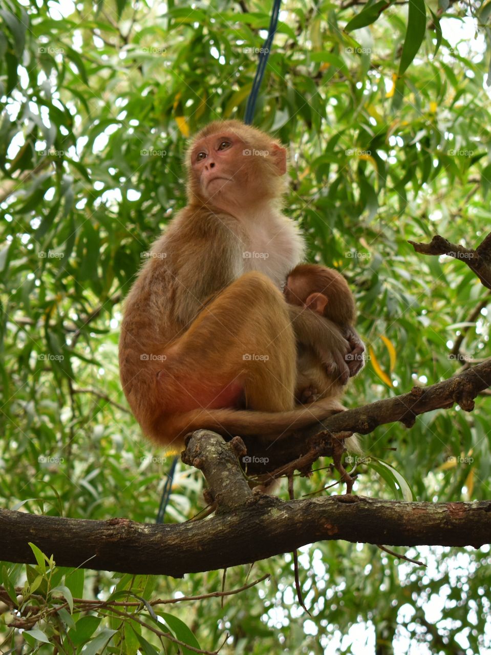 monkey sitting with child on branch tree