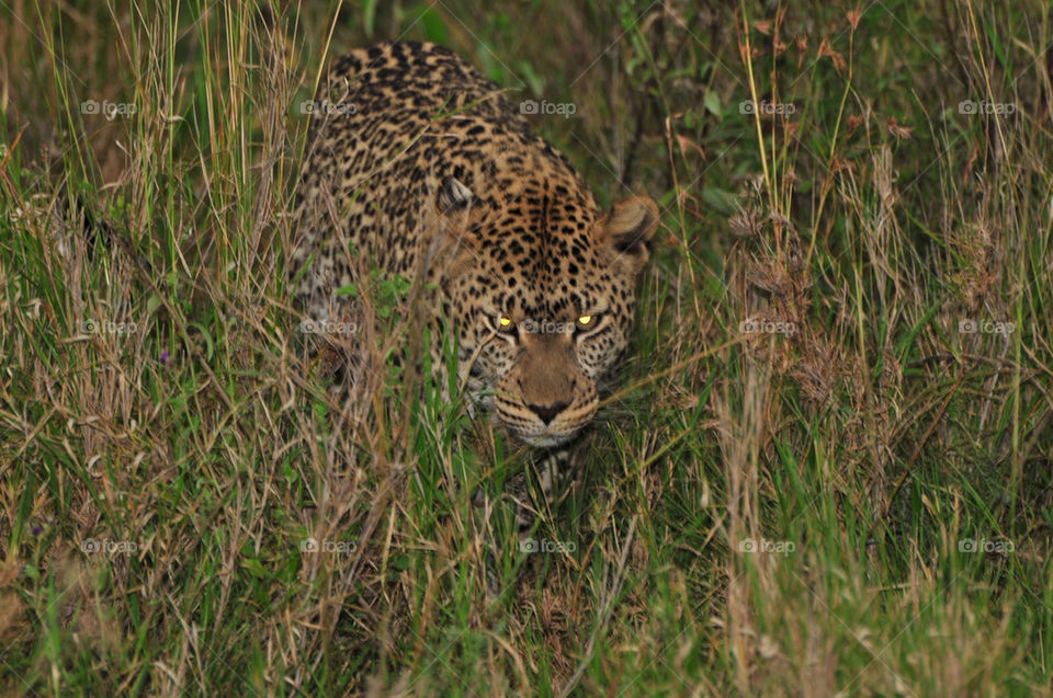 eyes africa leopard masai by sgkraus
