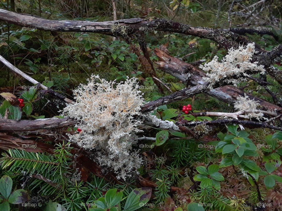 lichen in forest