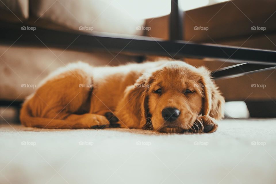 sad dog