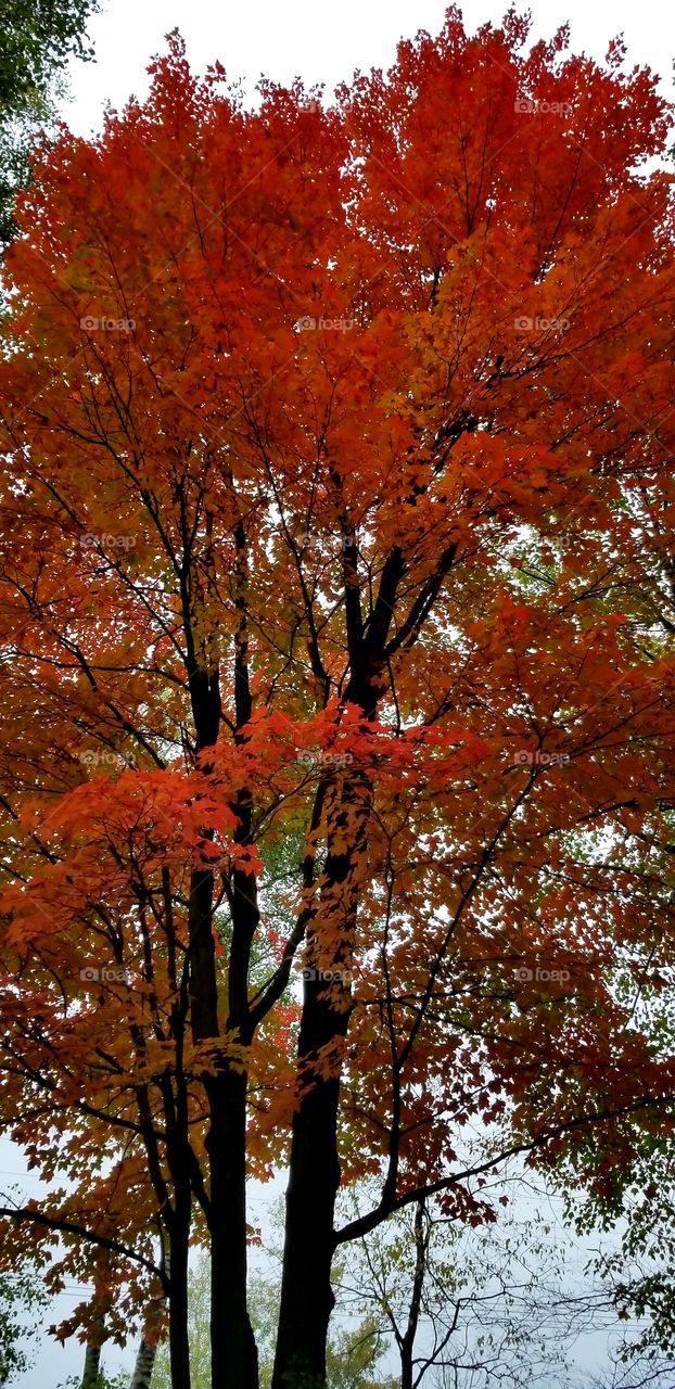 Red maple tree leaves colors of fall