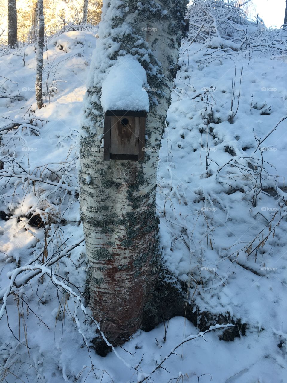 Chilly birdhouse