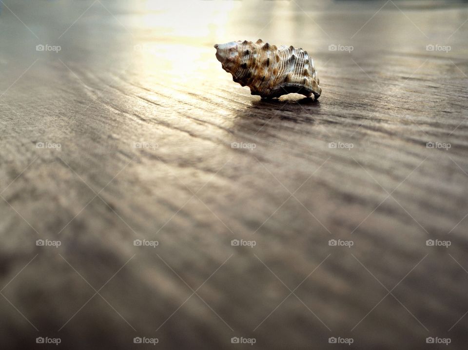 I See Shells.

Close-up of small seashells on a tabletop.