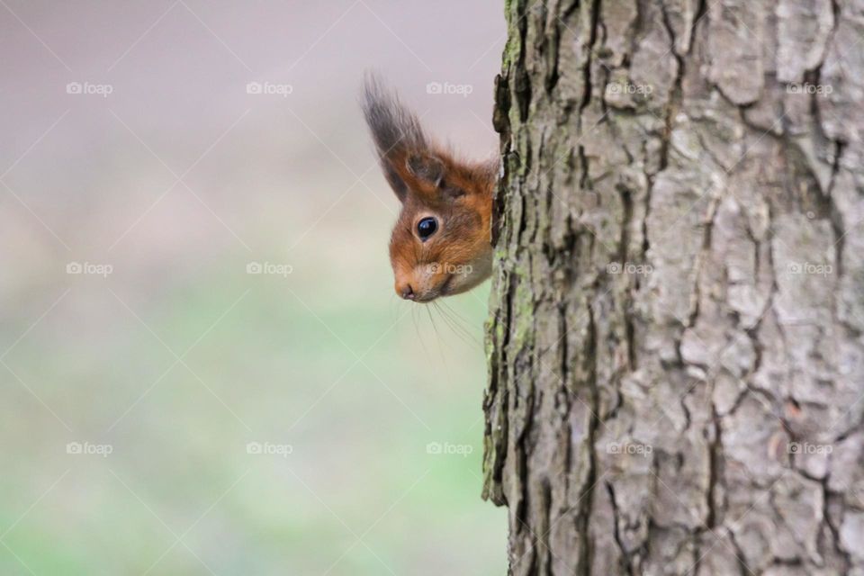 Cute red squirrel hiding behind a tree