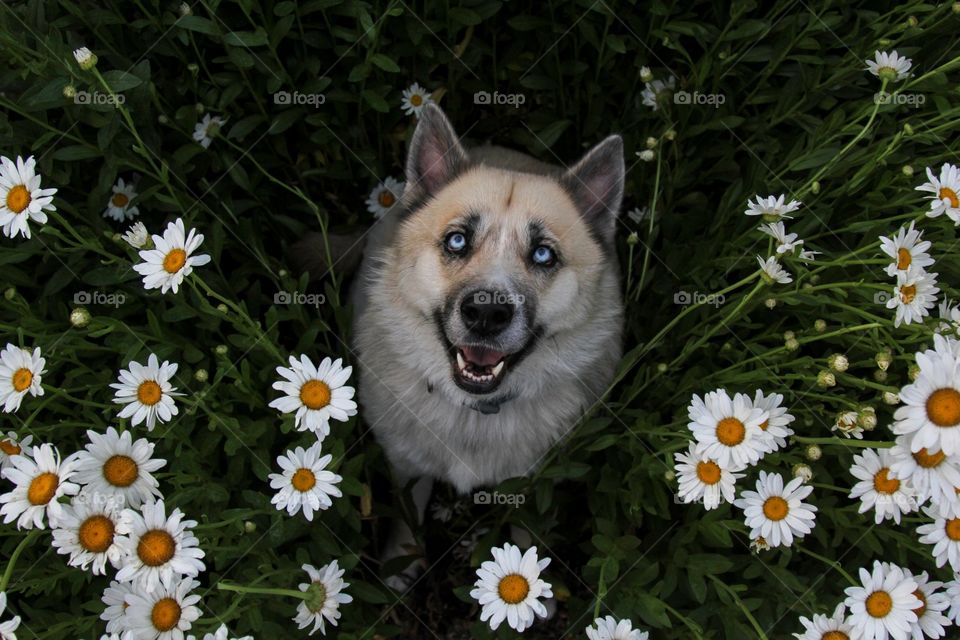 Istas the husky in a field of daisies 