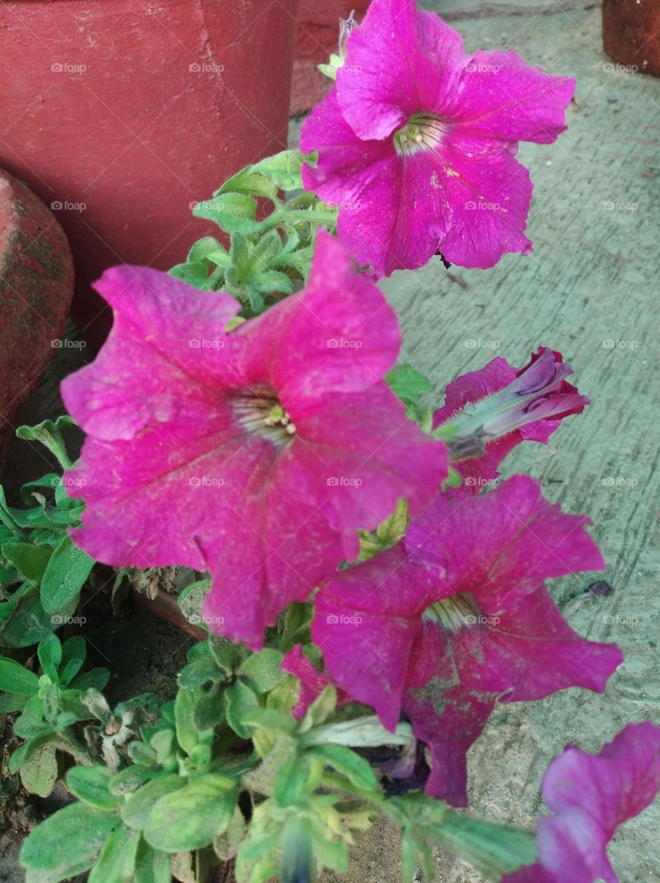 pitunia pinkish flower fresh seasonal looking very beautiful generally found everywhere fresh seasonal