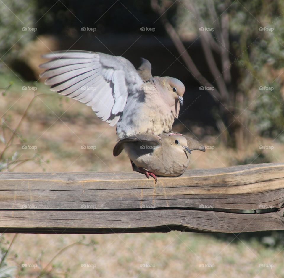 Mating Rituals of Spring