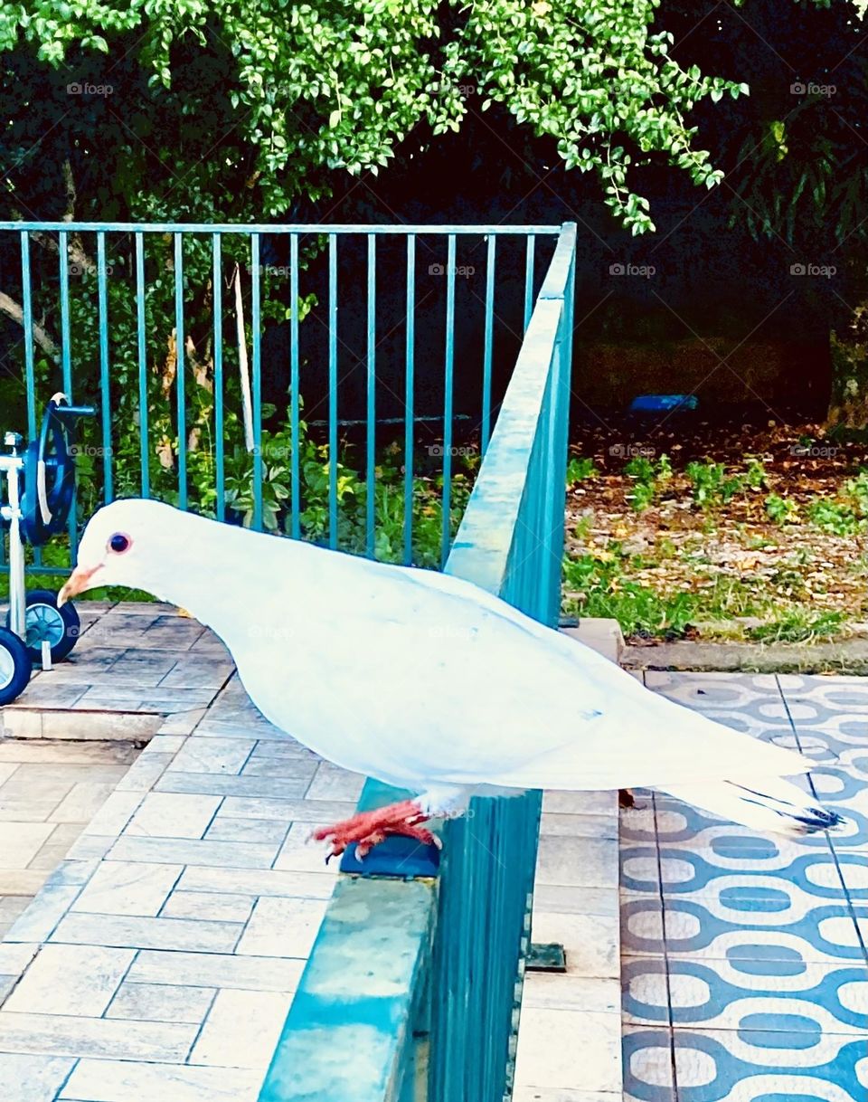 A pombinha branca pousou ao meu lado. Sinal de que será um dia de paz?

Que hoje seja melhor do que ontem e pior do que amanhã!