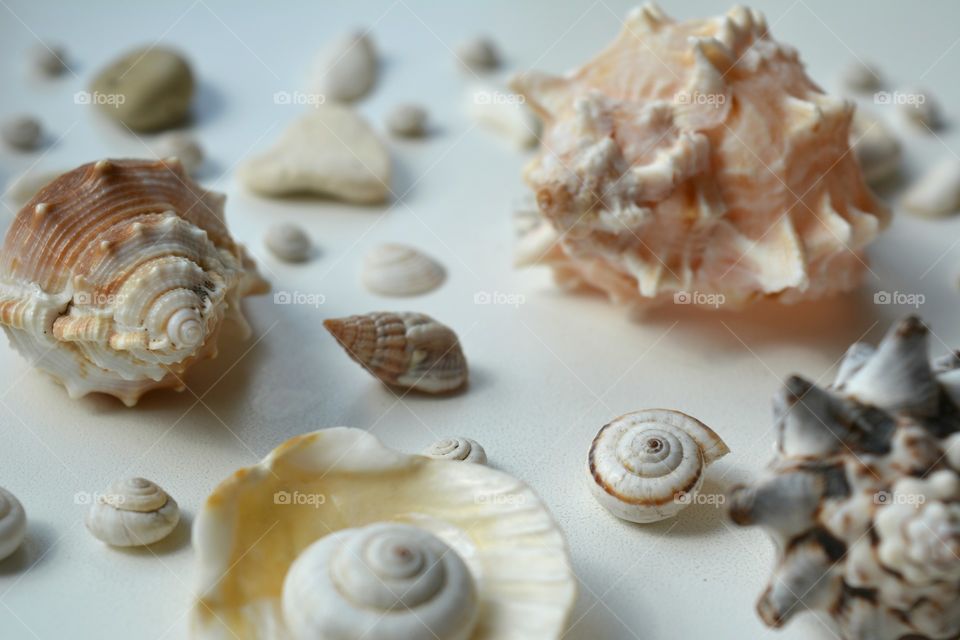 Seashell, Shell, Desktop, Food, Shellfish