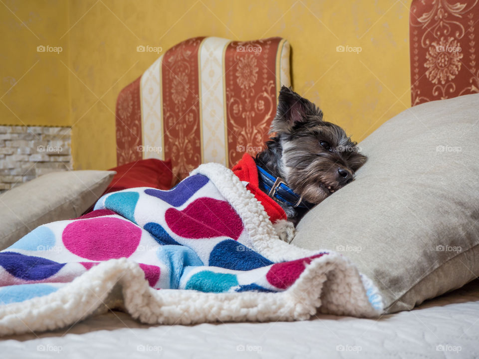 my dog in my bed