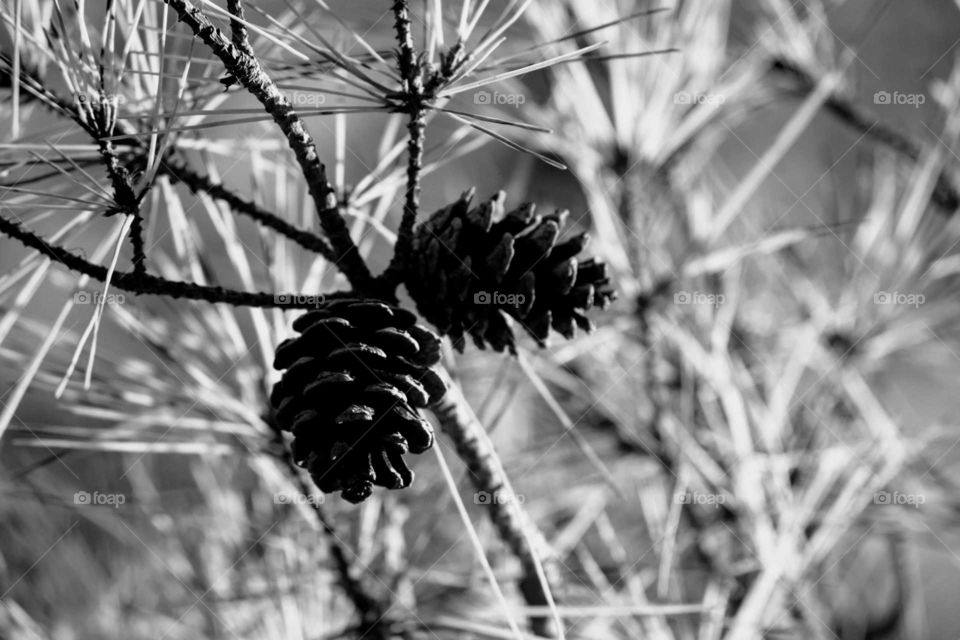 Low angle view of pine cone on twig
