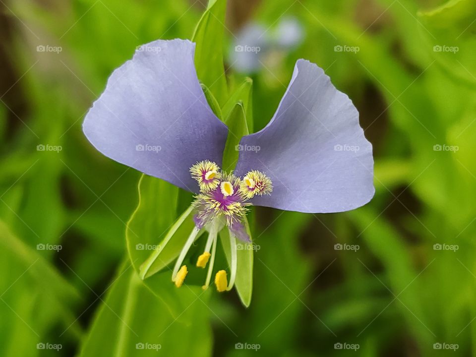 Lavender colored wild flower that has the appearance of a face.