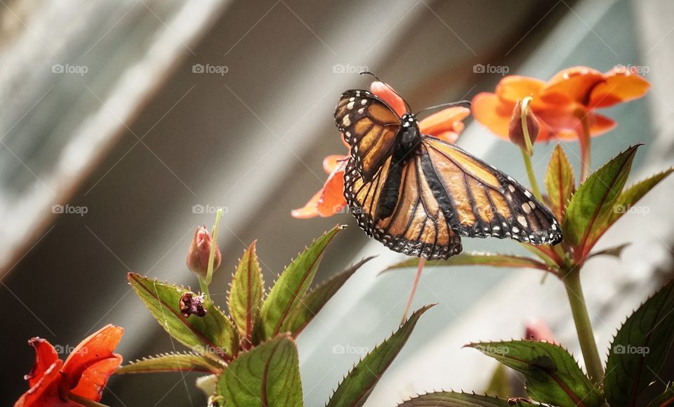 Butterfly Expo  - Antipa Museum/Bucharest