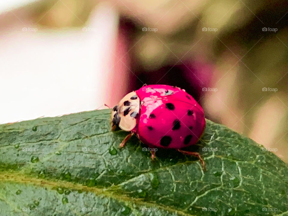 Ladybug