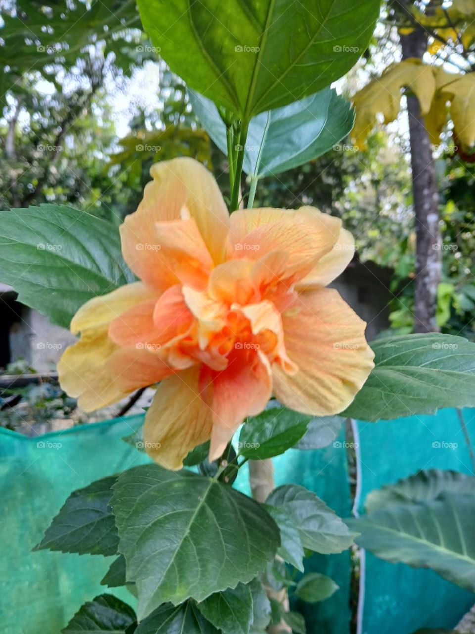 hibiscus