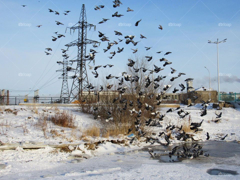 голуби слетаются к замерзшей речке, чтобы попить воду