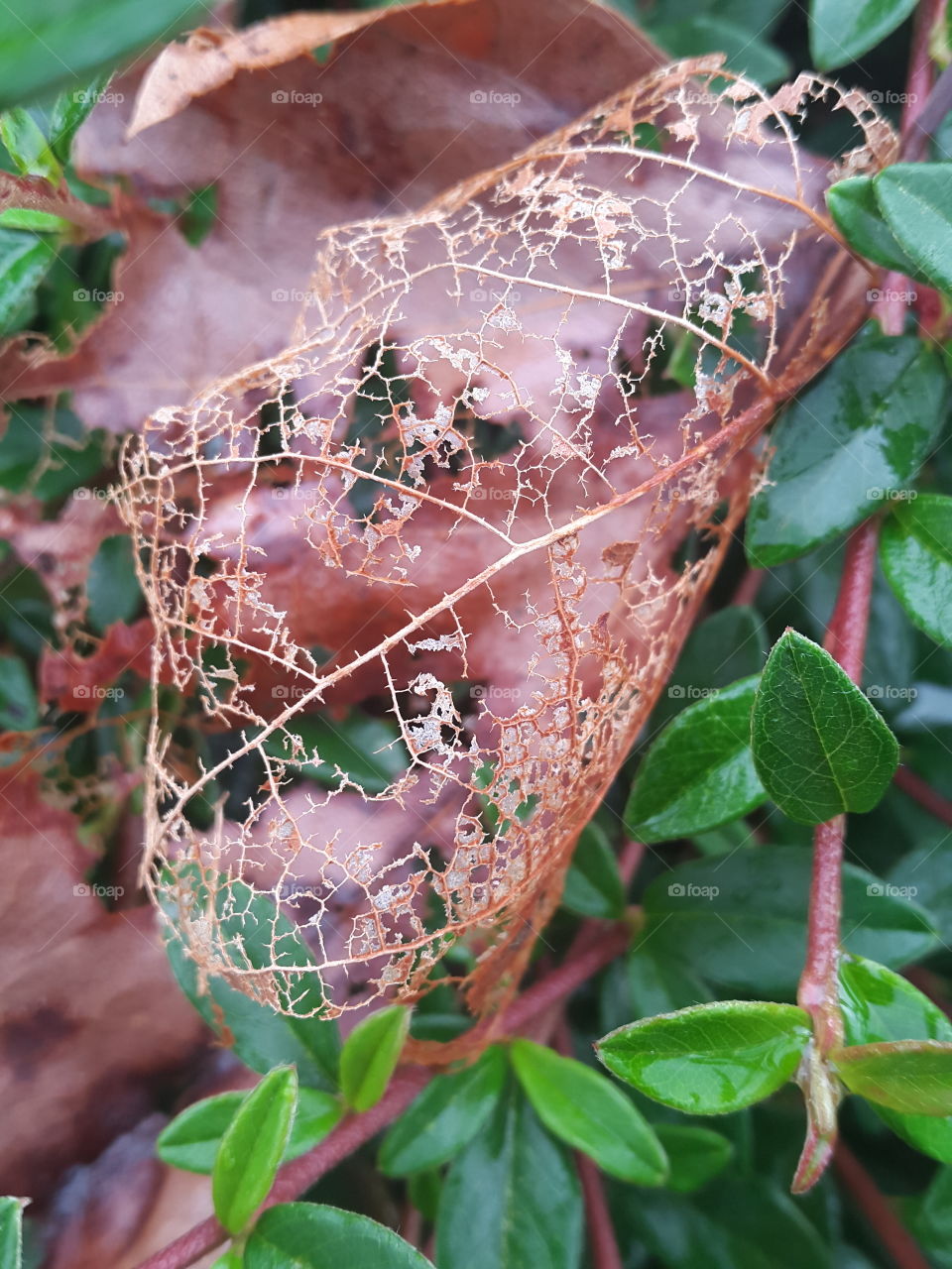 Autumn brings along a lot of changes to the leaves . This leaf had half in tact and the other half a mere remnant of the veins that once lived