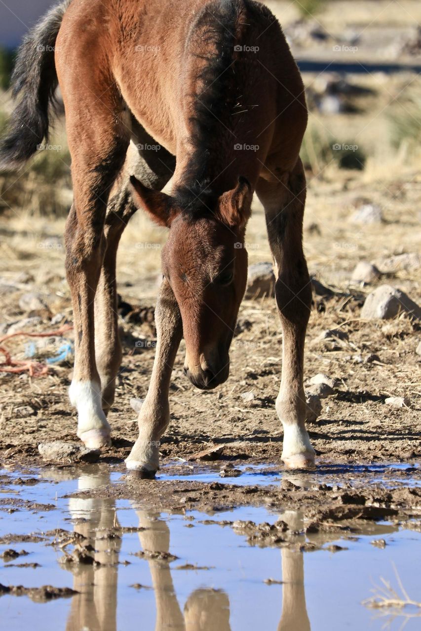 Young wild American mustang colt with wobbly legs seeing his reflection in puddle in the desert after a spring rain— likely about to drink from it. Virginia ranges Nevada. Concepts; American Wildlife, seasons, climate, spring rains.