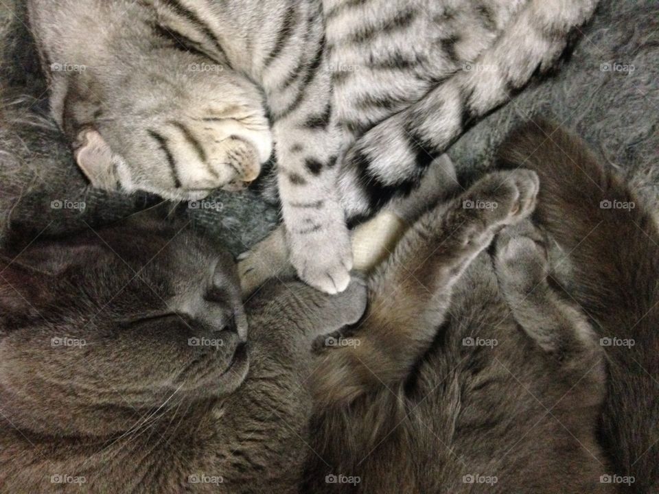 Funny cats sleeping 