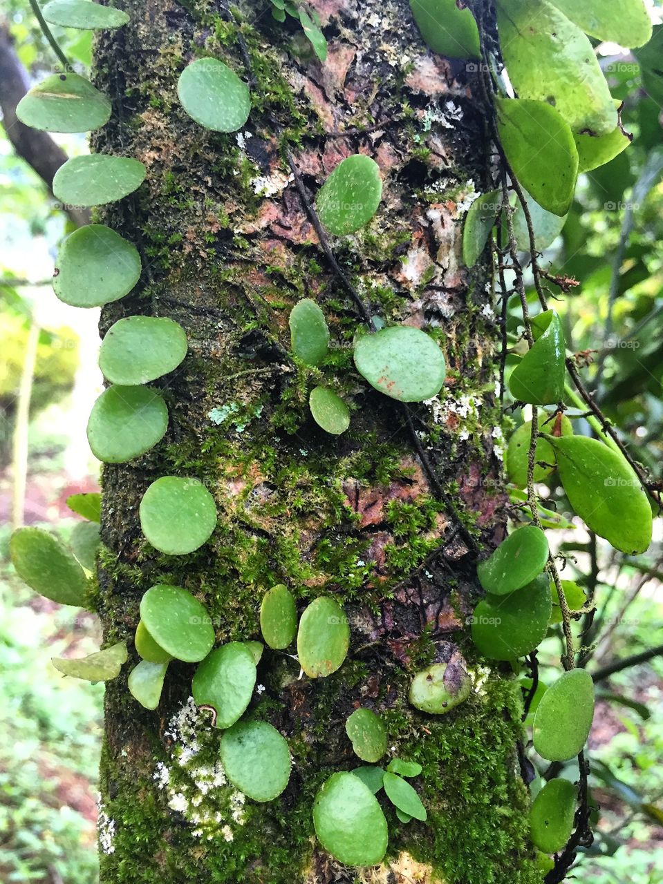 Moss on the branch of tree